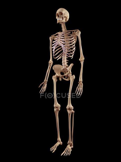 Human skeletal structure — Stock Photo
