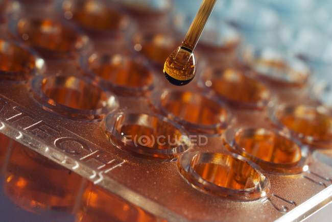 Close-up de gota de líquido vermelho pipetado em bandeja de amostra de vários poços . — Fotografia de Stock