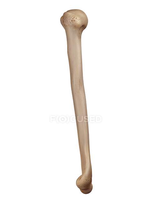 Human arm bone, illustration. — Stock Photo