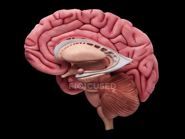 Поперечное сечение мозга человека — стоковое фото
