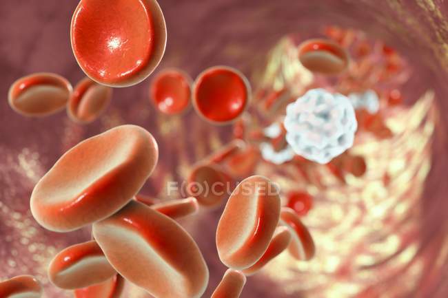 Эритроциты и лейкоциты — стоковое фото