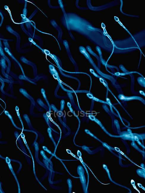 Menschliche Spermien — Stockfoto