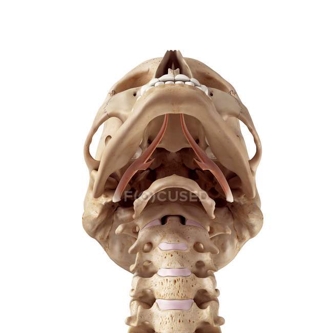 Anatomía muscular del cuello humano - foto de stock