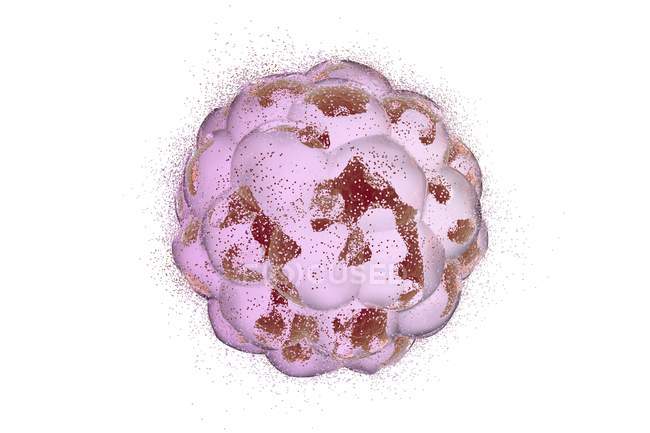 Zerstörung eines menschlichen Embryos — Stockfoto
