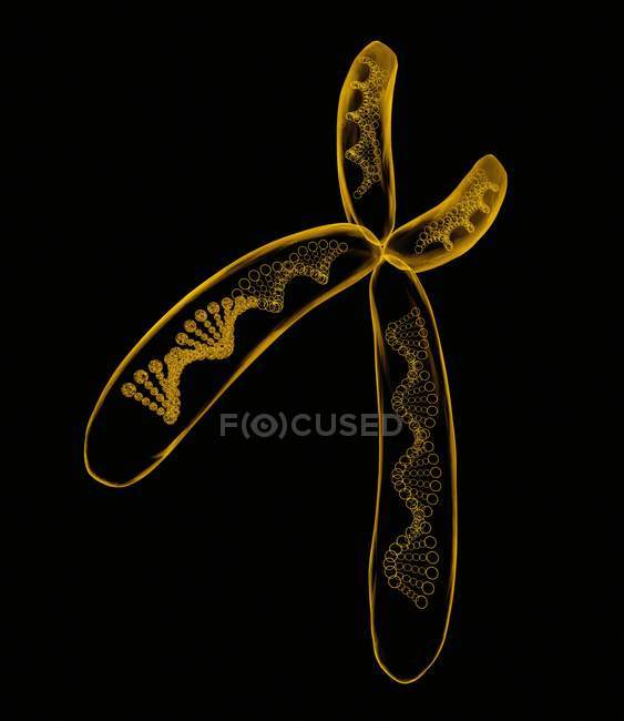 Хромосомная структура и состав — стоковое фото