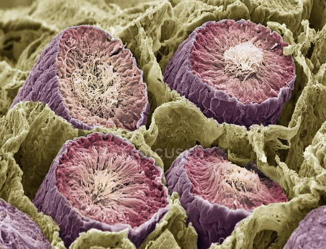 Сперматозоиды в семенных трубочках — стоковое фото