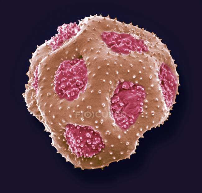 Primrose (Primula sp.) pollen grain, coloured scanning electron micrograph (SEM). — Stock Photo