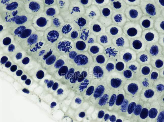 Луковые клетки, подвергающиеся митозу — стоковое фото