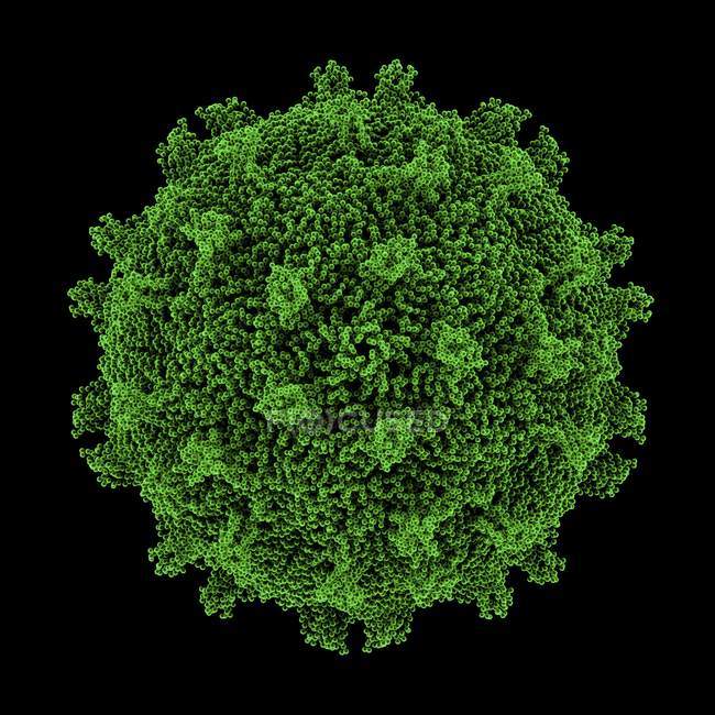 Partícula del virus Coxsackie B3 - foto de stock