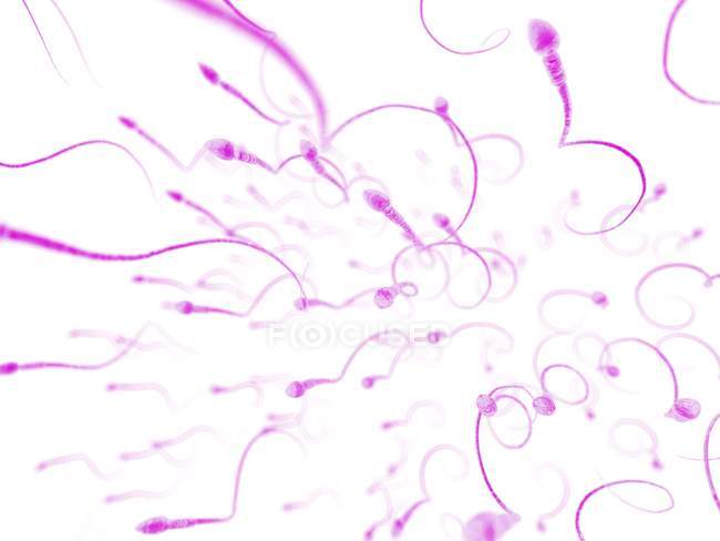 Cellule spermatiche umane sane — Foto stock
