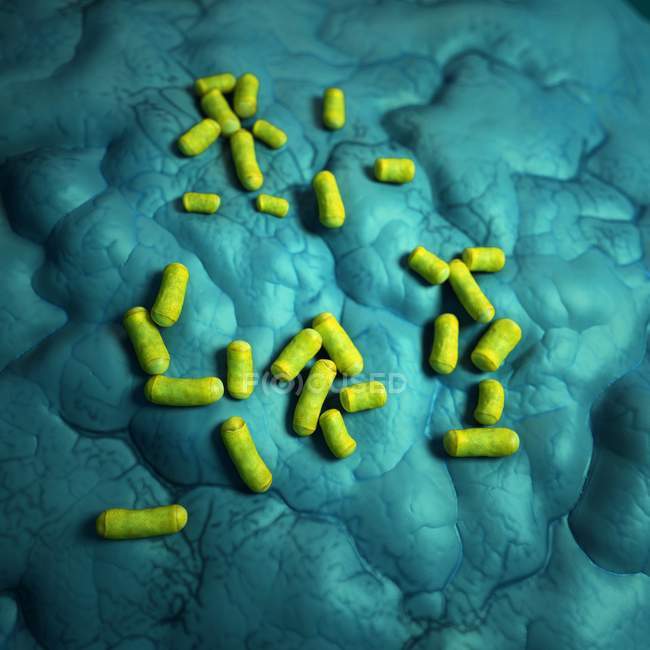 Bacterias que forman hebras y colonias - foto de stock