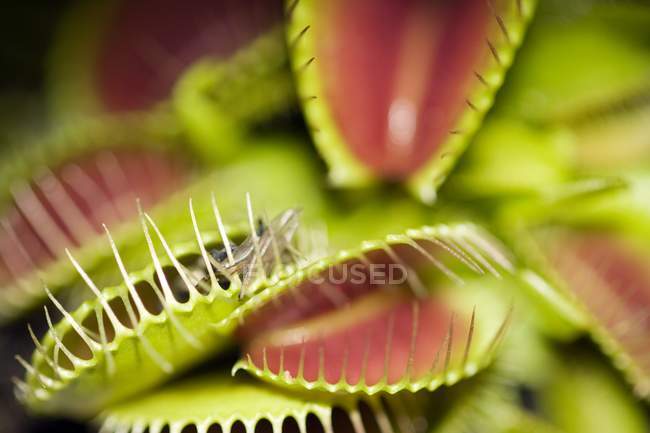Close-up de Vênus flytrap no fundo preto . — Fotografia de Stock