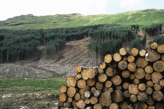 Holz aus Nadelholzplantage geerntet. — Stockfoto