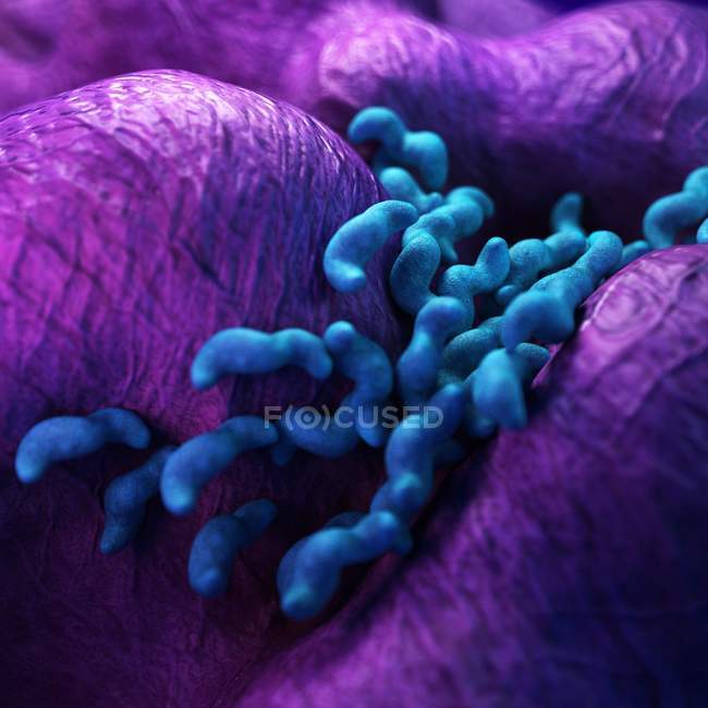 Colonie de bactéries Campylobacter — Photo de stock
