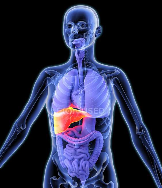 Hígado sano y órganos internos - foto de stock