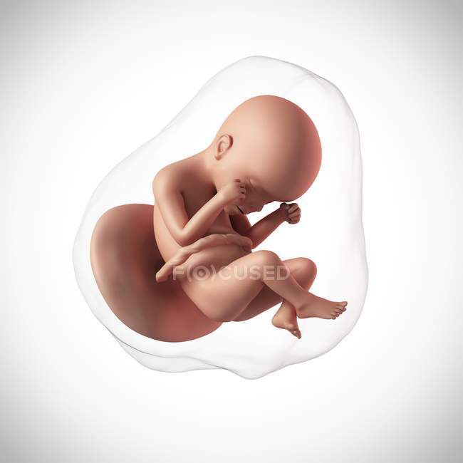 Idade do feto humano 24 semanas — Fotografia de Stock