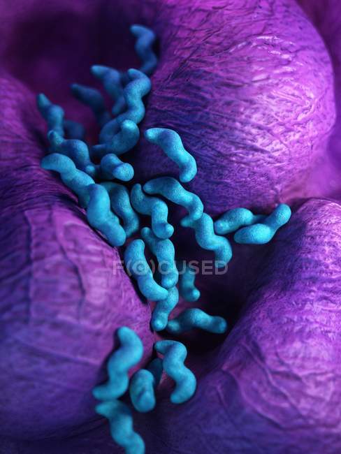 Campylobacter bacteria colony — Stock Photo
