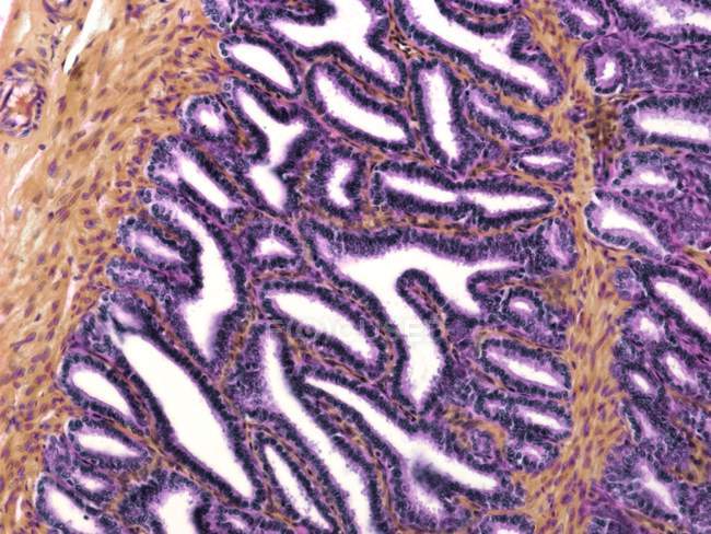 Complex mucosal folding of seminal vesicle — Stock Photo