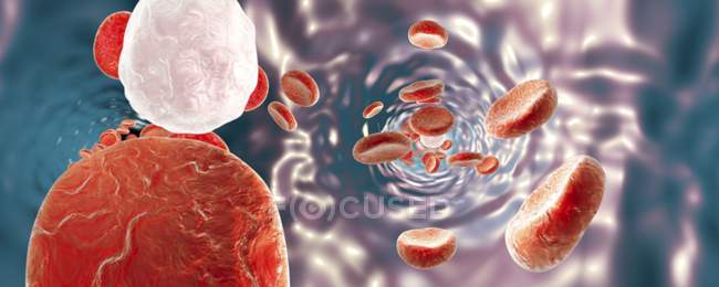 Эритроциты и лейкоциты — стоковое фото