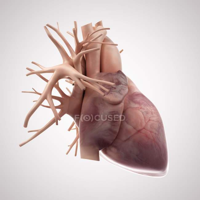 Corazón humano sano - foto de stock