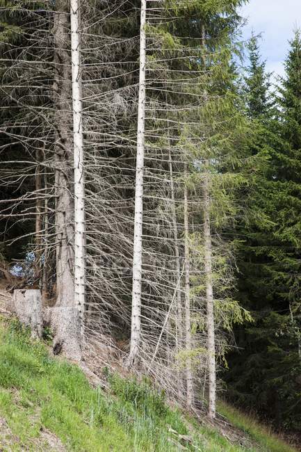 Abgestorbene Bäume am Hang im Wald. — Stockfoto
