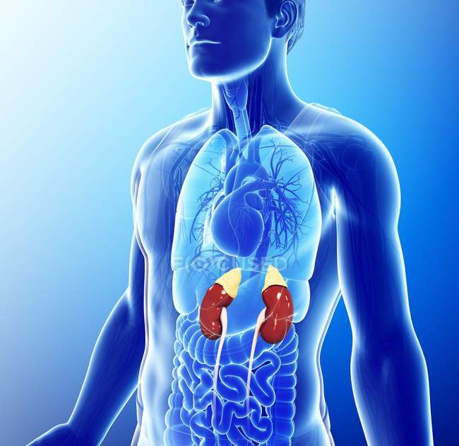 Концептуальна комп'ютерна ілюстрація, що показує анатомію людини та нирки — стокове фото