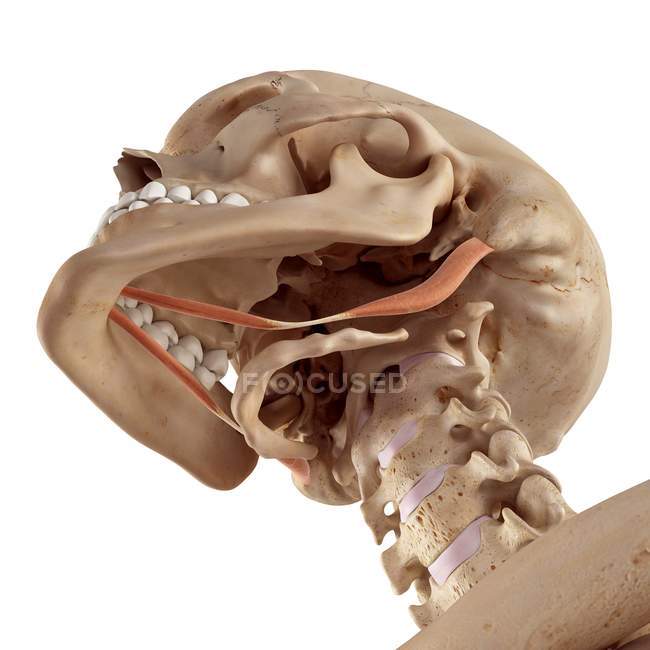 Jaw with stylohyoid muscles — Stock Photo