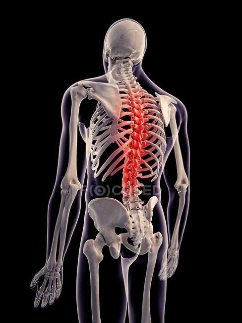 Structure squelettique avec colonne vertébrale surlignée — Photo de stock