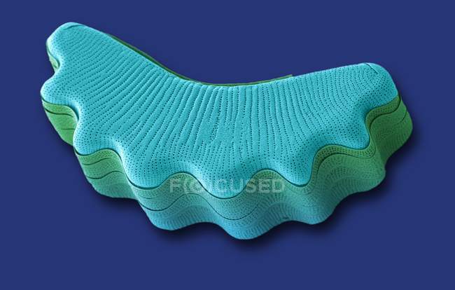 Еукаріотіческіх водоростей діатомовим — стокове фото