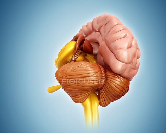 Анатомія мозку людини — стокове фото