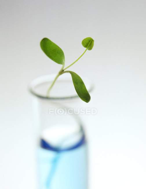 Close-up view of plant seedling in test tube. — Stock Photo