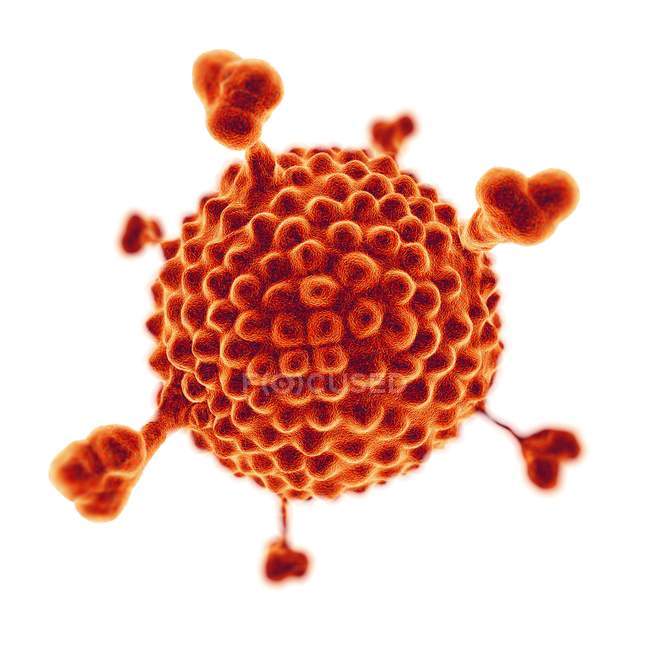 Estructura superficial de Adenovirus - foto de stock
