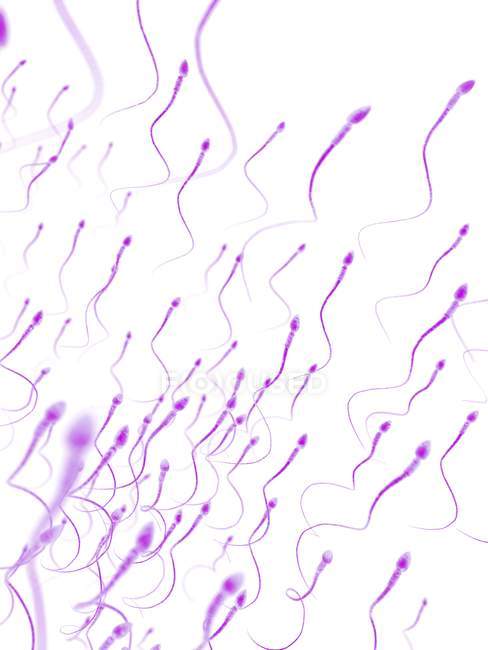 Sanos espermatozoides humanos - foto de stock