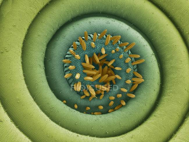Coiled proboscis of a moth — Stock Photo