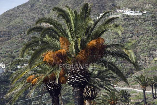 Date palms fruiting in Tenerife, Canary Islands. — Stock Photo
