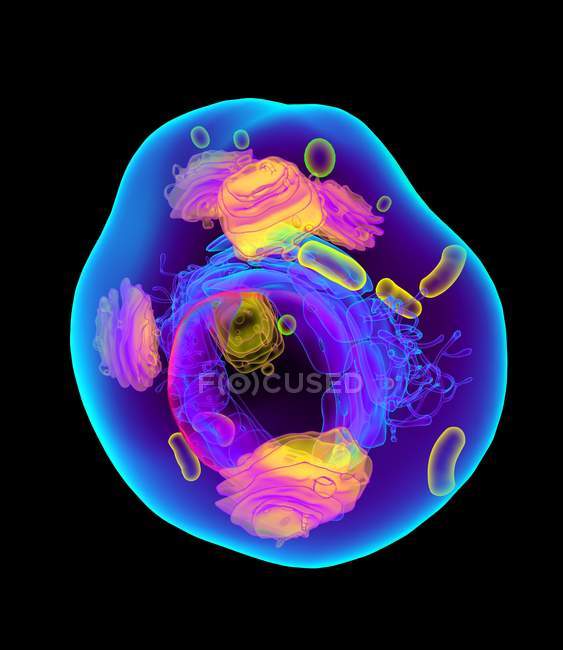 Structure of animal cell — Stock Photo