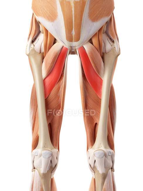 Sistema muscular de las piernas - foto de stock