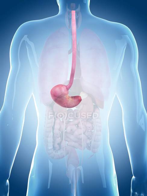 Estómago humano y sistema digestivo - foto de stock