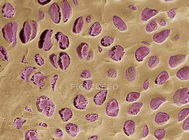 Hyaline cartilage, a semi-rigid connective tissue — Stock Photo