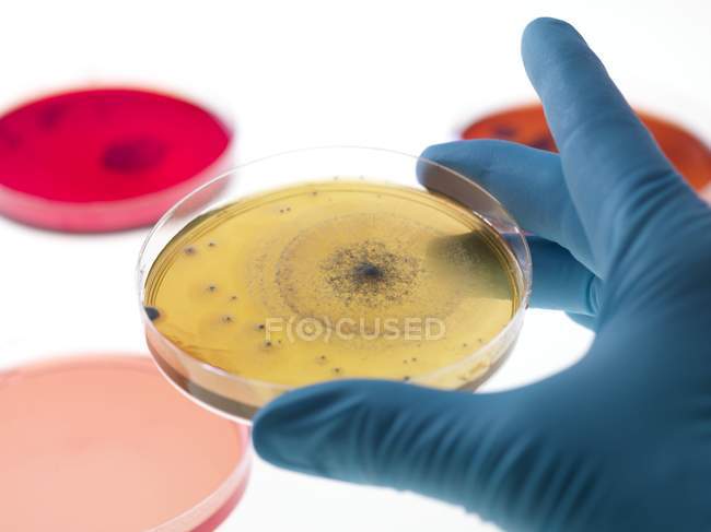Researcher holding a petri dish — Stock Photo