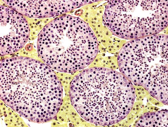 Seminiferous tubules and lending cells — Stock Photo