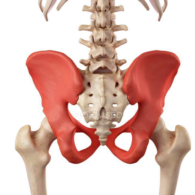Huesos humanos de cadera anatomía - foto de stock