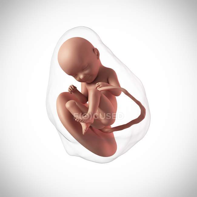 Idade do feto humano 33 semanas — Fotografia de Stock