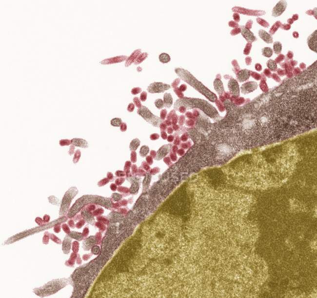 Віруси грипу та клітини хоста — стокове фото