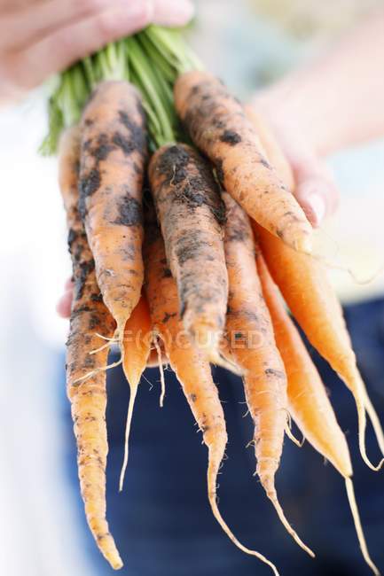 Close-up of gardener holding harvested carrots. — Stock Photo