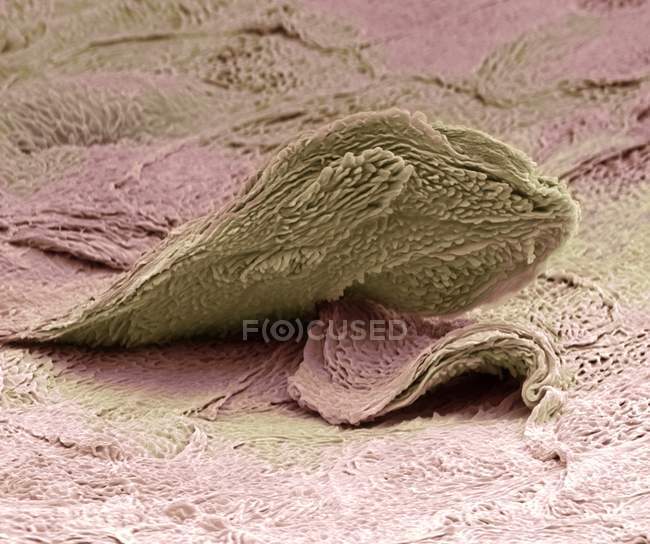 Цветной сканирующий электронный микрограф (СЭМ) плоской клетки на поверхности кожи . — стоковое фото