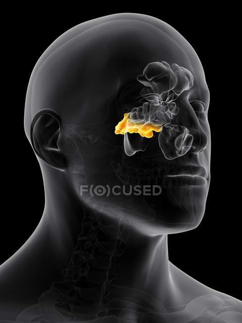 Hohlräume in menschlichen Nasennebenhöhlen — Stockfoto