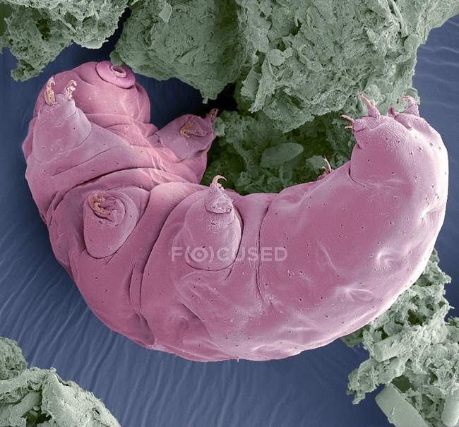Farbige Rasterelektronenmikroskopie (sem) eines tardigraden (macrobiotus sp. ) oder Wasserbär. — Stockfoto