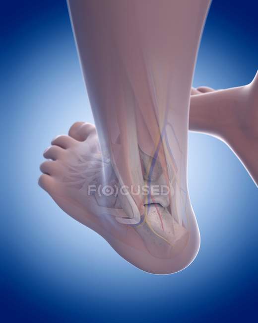 Anatomie structurelle des jambes humaines — Photo de stock