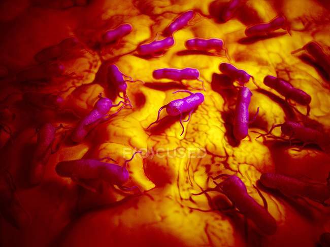 Salmonellen-Bakterien auf Gewebeoberfläche — Stockfoto